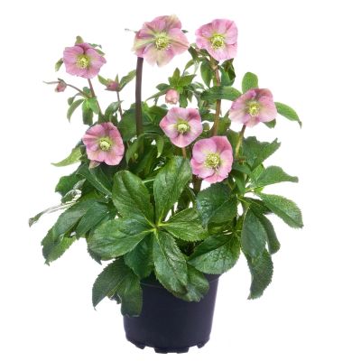 Lenzrose 'Spring Promise Bridget'  - Helleborus Gold Collection