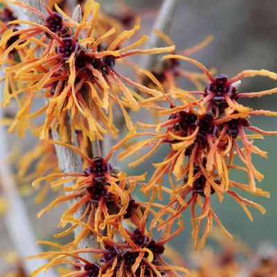 Zaubernuss 'Jelena' Zaubernuss 'Jelena'