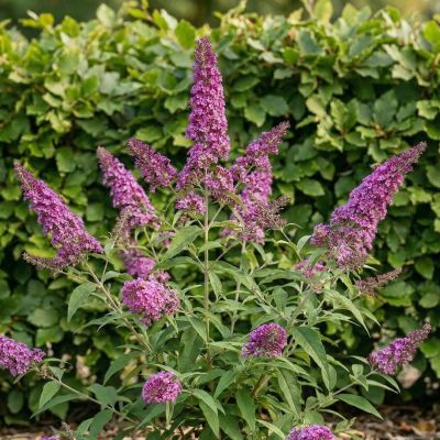 Schmetterlingsflieder 'Summer Kids® Romy'