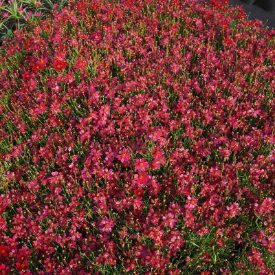 Mädchenauge 'Bloomsation® Dragon'