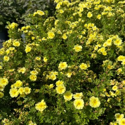 Fingerstrauch 'Lemon Meringue'