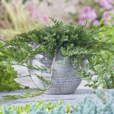 Teppich-Wacholder 'Wiltonii' Teppich-Wacholder 'Wiltonii'