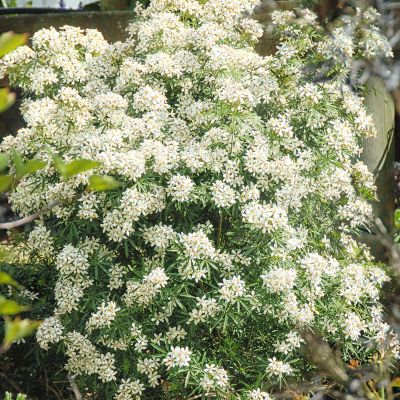 Orangenblume 'White Dazzler'