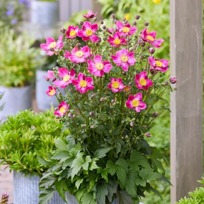 Herbst-Anemone Fantasy-Serie 'Ariel' Herbst-Anemone Fantasy-Serie 'Ariel'