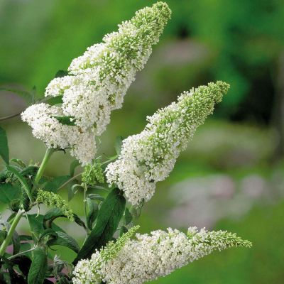 Schmetterlingsflieder 'White Profusion' Schmetterlingsflieder 'White Profusion'