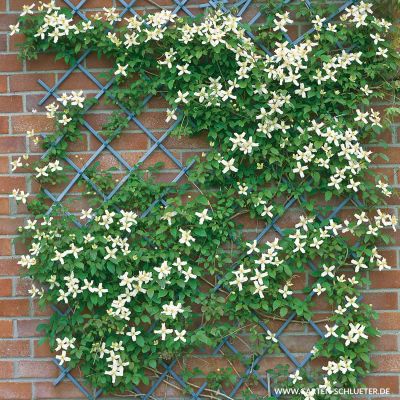Clematis 'Wilsonii' Clematis 'Wilsonii'