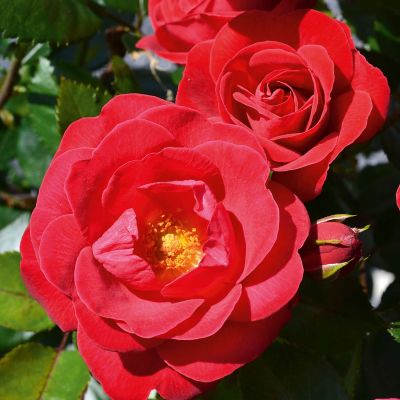 Beetrose 'Kompass®'  Beetrose 'Kompass®'