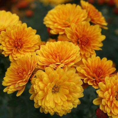 Herbst-Chrysantheme 'Snowkiss'