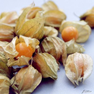 Andenbeere / Physalis - 2 Pflanzen