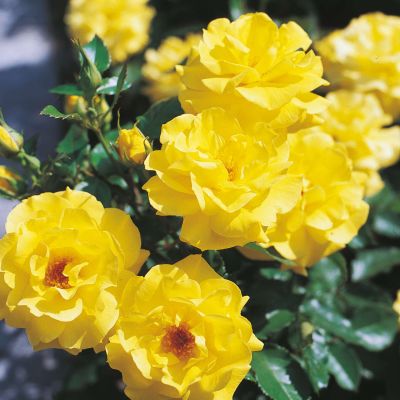 Stammrose 'Friesia®' - 60 cm Stamm Stammrose 'Friesia®' - 60 cm Stamm