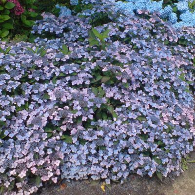 Kleinwüchsige Tellerhortensie 'Koreana'