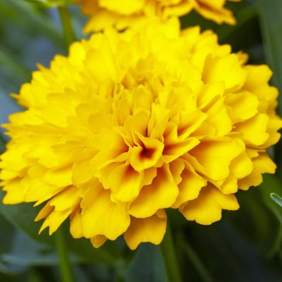 Großblumiges Mädchenauge 'Sunray®'