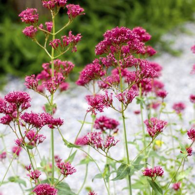 Spornblume