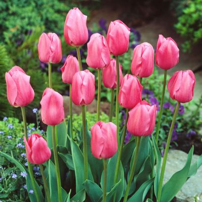 Triumph-Tulpen 'Rosa'  ab 25 Stück