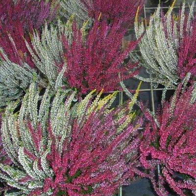 Sommerheide 'Quattro' - 4 in 1 (Garden Girls®) - Knospenblüher Sommerheide 'Quattro' - 4 in 1 (Garden Girls®) - Knospenblüher