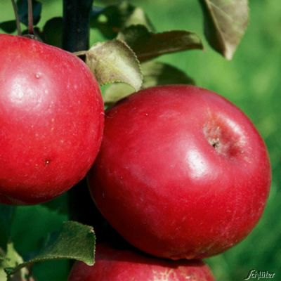 Apfel 'Redlove® Sirena®'
