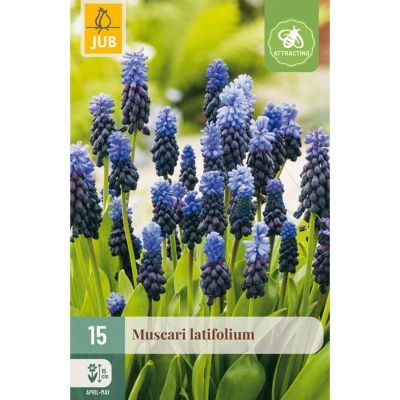 Breitblättrige Traubenhyazinthen 'Latifolium' - 15 Stück