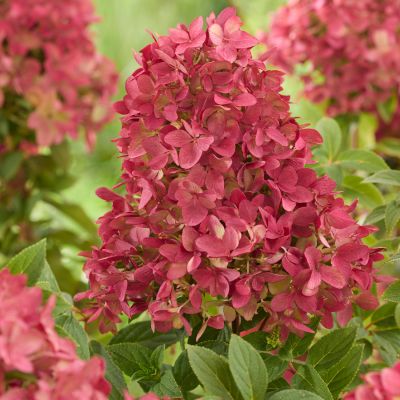 Zwerg-Rispenhortensie 'Groundbreaker® Ruby'