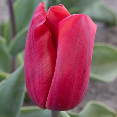 Einfache frühe Tulpe 'Ruby Prince®' - Nachfolger von 'Couleur Cardinal®'