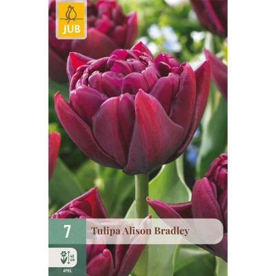 Gefüllte frühe Tulpe 'Alison Bradley' - 7 Stück