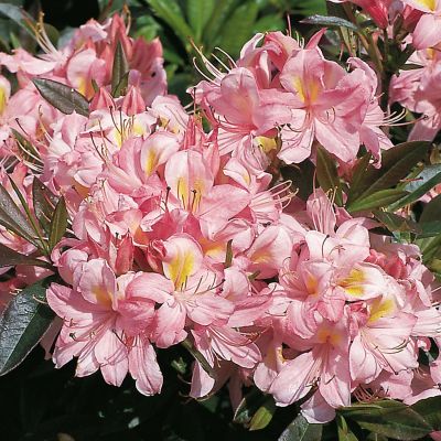 Duft-Azalee 'Juniduft'