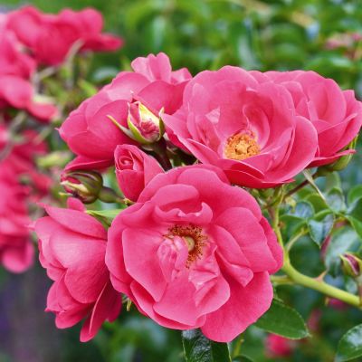 Kletterrose 'Heidetraum®-PLUS' ADR Kletterrose 'Heidetraum®-PLUS' ADR