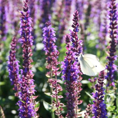 Garten-Salbei 'Ostfriesland'