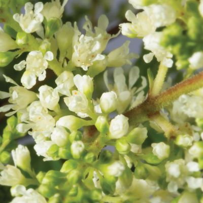 Prachtspiere (weiß) - im Topf Prachtspiere (weiß) - im Topf