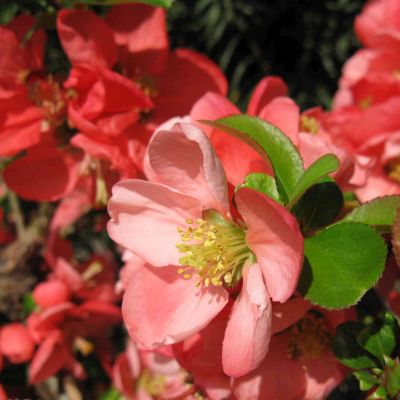 Zierquitte 'Crimson and Gold'