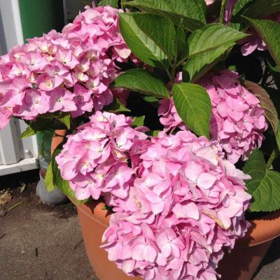 Ballhortensie 'Lady Seduction®'
