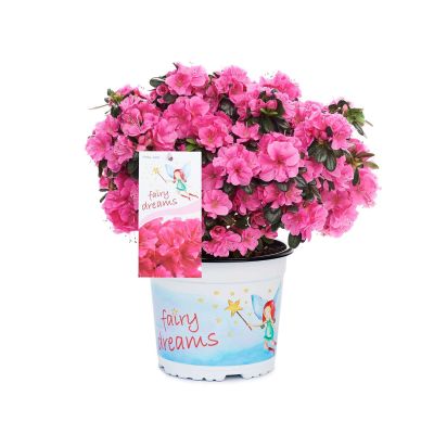 Feenland Azalee 'Fairy Dreams® Pinky Jane®' Feenland Azalee 'Fairy Dreams® Pinky Jane®'