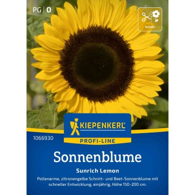 Sonnenblume 'Sunrich Lemon'