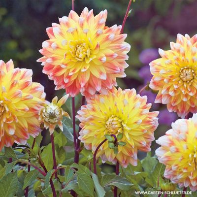Schmuckdahlie 'Peaches and Cream' - 1 Stück