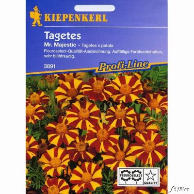 Tagetes 'Mr. Majestic'