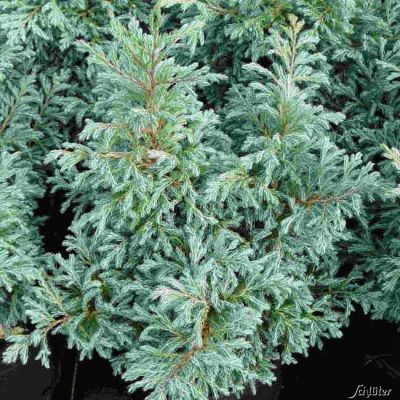 Zwerg-Silberzypresse 'Boulevard' Zwerg-Silberzypresse 'Boulevard'