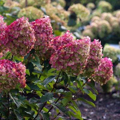 Rispenhortensie 'Living Colourful Cocktail®'