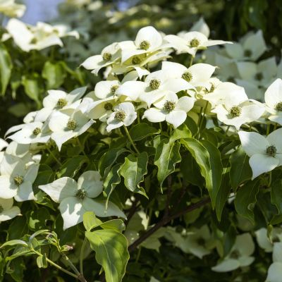 Chinesischer Blumen-Hartriegel 'Milky Way' Chinesischer Blumen-Hartriegel 'Milky Way'
