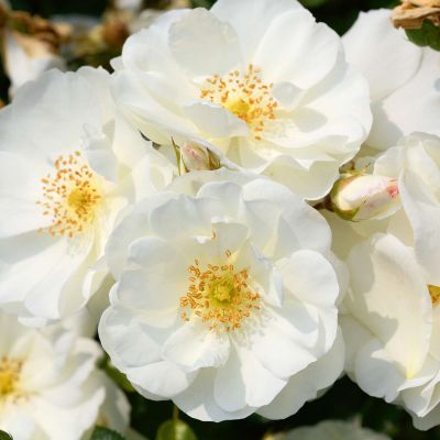 Bodendeckerrose 'Flower Carpet® Schneeflocke®' ADR Bodendeckerrose 'Flower Carpet® Schneeflocke®' ADR