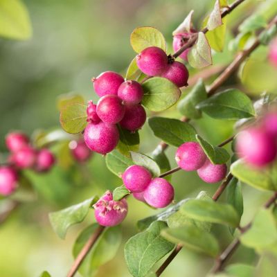 Niedrige Purpurbeere 'Hancock' Niedrige Purpurbeere 'Hancock'