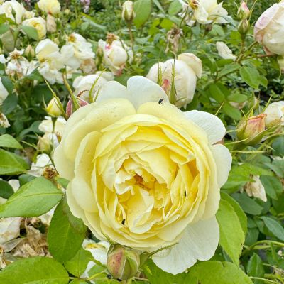 David Austin-Rose 'Vanessa Bell®' David Austin-Rose 'Vanessa Bell®'