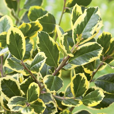 Gelbbunte Stechpalme 'Golden King'