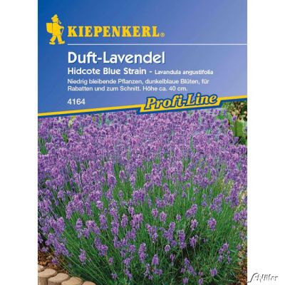 Duft-Lavendel 'Hidcote Blue Strain' Duft-Lavendel 'Hidcote Blue Strain'