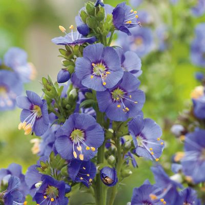 Jakobsleiter 'Bambino Blue'