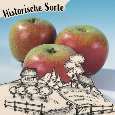Allergiker-Apfel 'Alkmene'