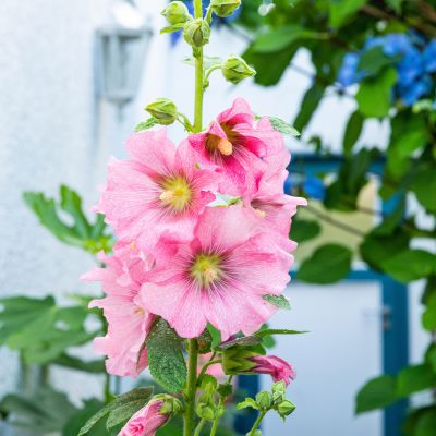 Rosa Stockrose 'Radiant Rose' Rosa Stockrose 'Radiant Rose'