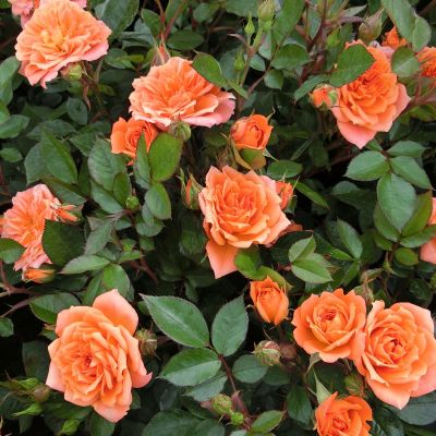 Zwergrose 'Ninetta®' Zwergrose 'Ninetta®'