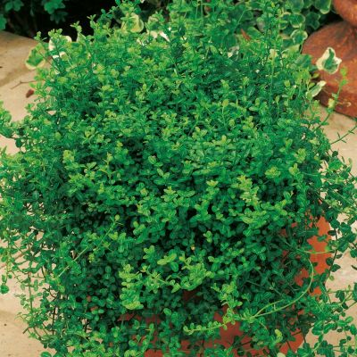 Kleinblättrige Teppichspindel 'Minimus'