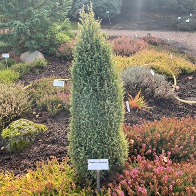 Säulenwacholder 'Sentinel' Säulenwacholder 'Sentinel'