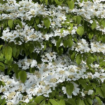 Japanischer Schneeball 'Summer Snowflake'