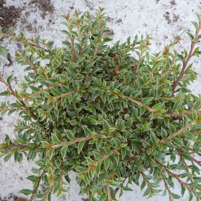 Zwergmispel 'Variegatus' Zwergmispel 'Variegatus'